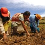 Perú. Nuestra agricultura familiar en tiempos del coronavirus