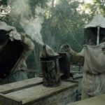 México. La lucha de los apicultores mayas contra Monsanto