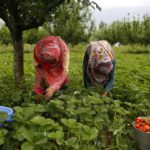 Migrantes. Huelva: Denuncian en la ONU la vulneración de derechos de las trabajadoras de la fresa