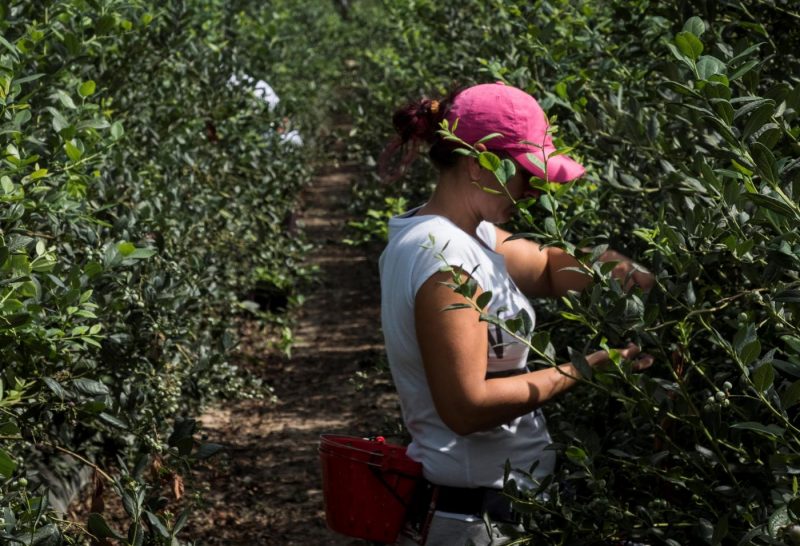 Denuncian en la ONU la vulneración de derechos de las trabajadoras de la fresa – La otra Andalucía