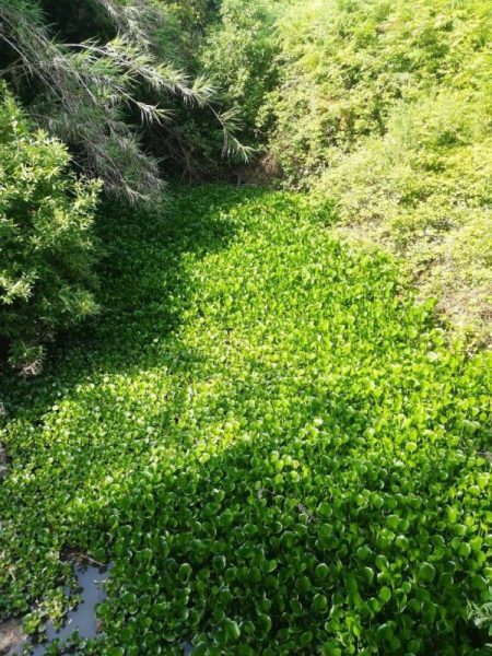 Ecologistas denuncian la aparición de una planta invasora en el Parque Natural de Los Alcornocales – La otra Andalucía