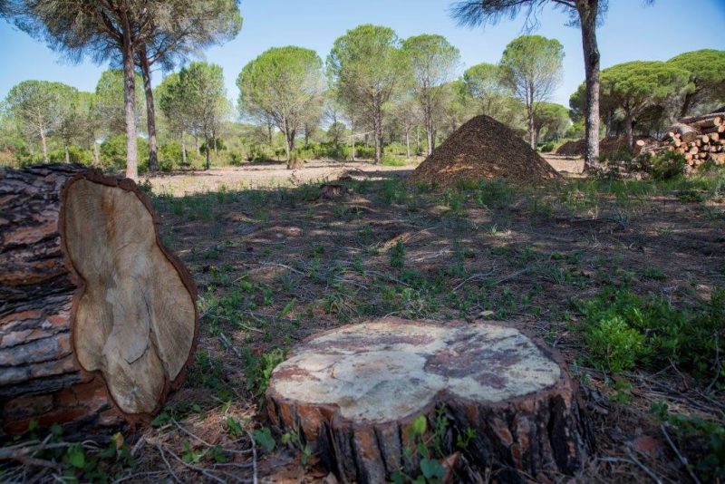 La Junta arrasa el pinar Dehesa de las Yeguas con especies protegidas – La otra Andalucía