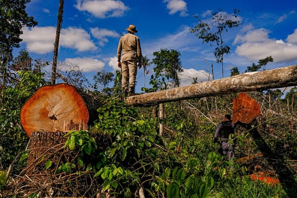 Brasil. Deforestación crece en Amazonía y empeora imagen del país