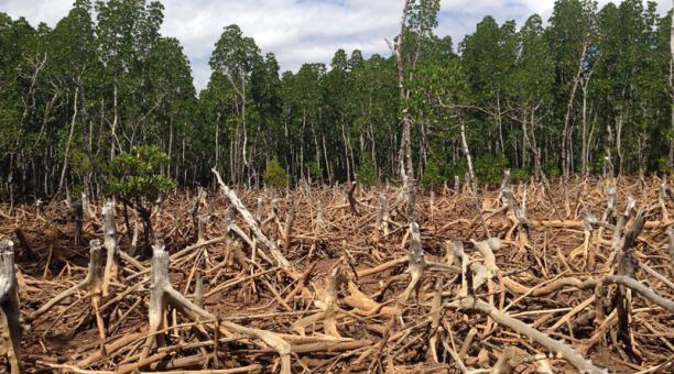 Argentina. Deforestar: Tarea esencial durante la pandemia