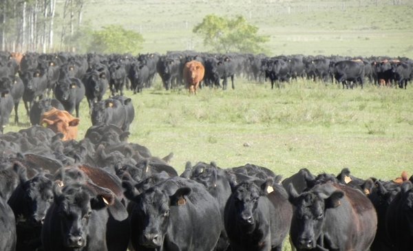 Uruguay. ¿Importará vacas? Las viejas disputas entre ganaderos y frigoríficos