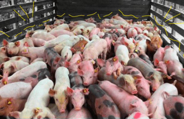 Argentina. Macrogranjas porcinas y su amenaza a la salud y al ambiente