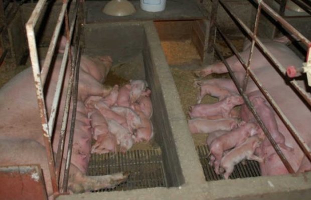 Argentina. ¡Paren el negocio con China para ser sus fabricantes de cerdos y nuevas pandemias!