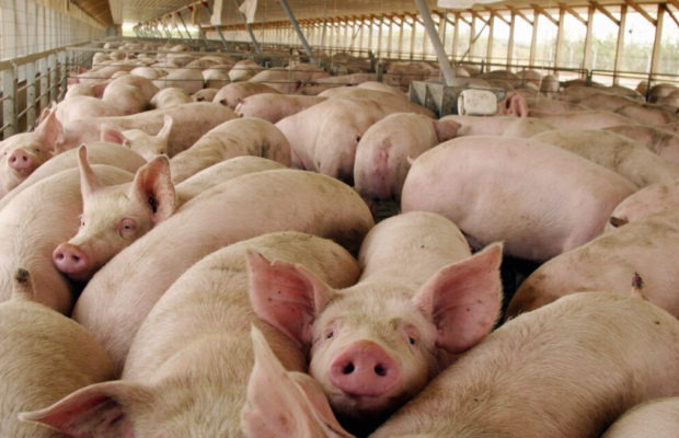Argentina. Ante la postergación de la firma del memorándum con China por las megafactorías porcinas