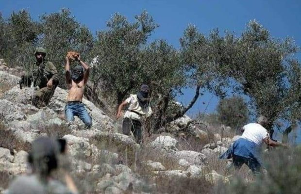 Palestina. Colonos israelíes atacan a agricultores palestinos