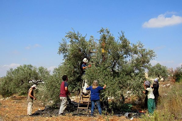 Palestina. Agricultores de Gaza cosechan aceitunas con medidas de precaución por COVID-19