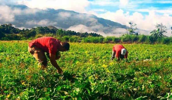 Perú. Impactos del COVID-19 en la agricultura: sin bono y sin FAE-AGRO