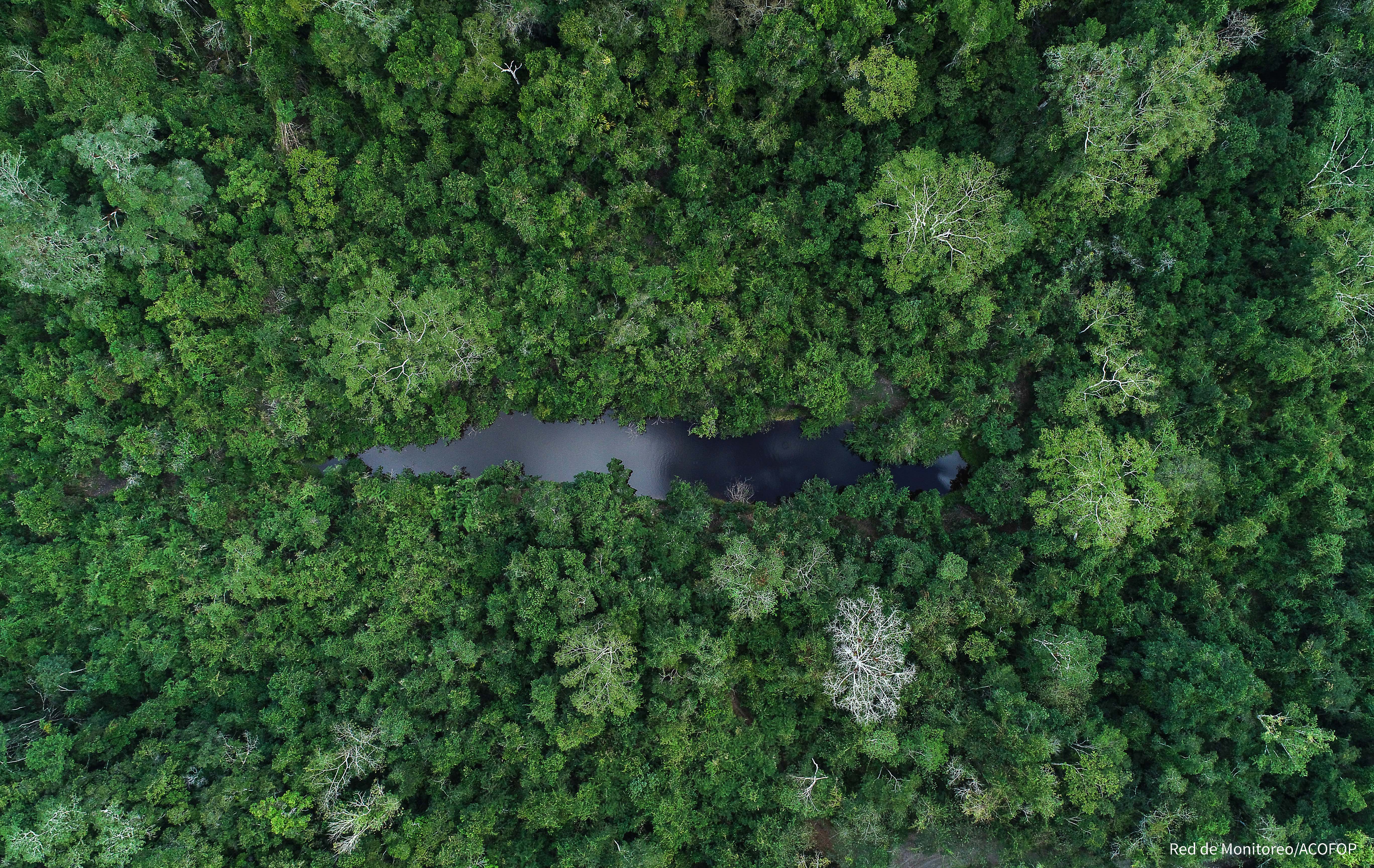 Concesiones forestales en la Reserva de la Biósfera Maya