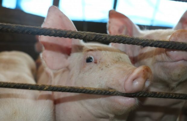Argentina. Capitanich dio luz verde a las granjas porcinas en el Chaco: entrarán dólares, contaminación y enfermedades, pero lo niegan