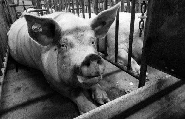 Argentina. Megafactorías porcinas: la salud hecha un chiquero