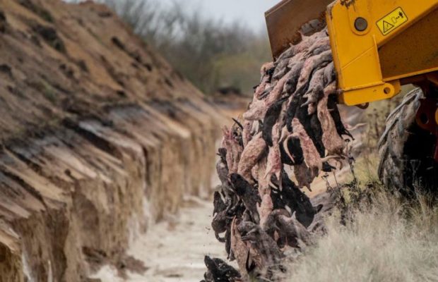 Ecología social. Mandatarios dementes + destrucción del habitat: En Dinamarca los visones sacrificados salieron a la superficie