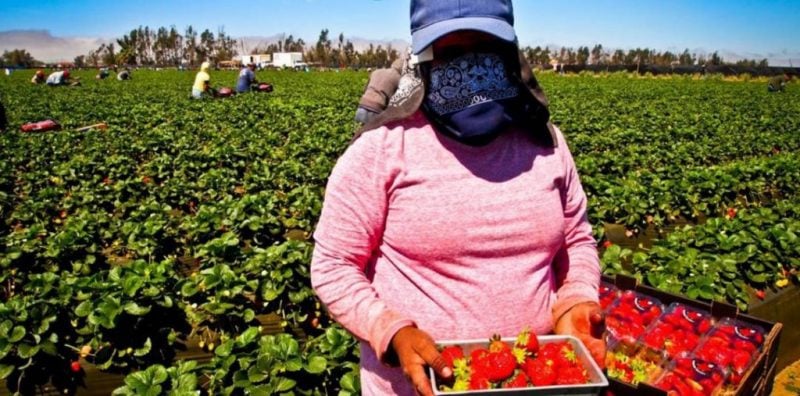 Huelva: 14.000 trabajadoras contratadas en origen trabajarán en la campaña de la fresa
