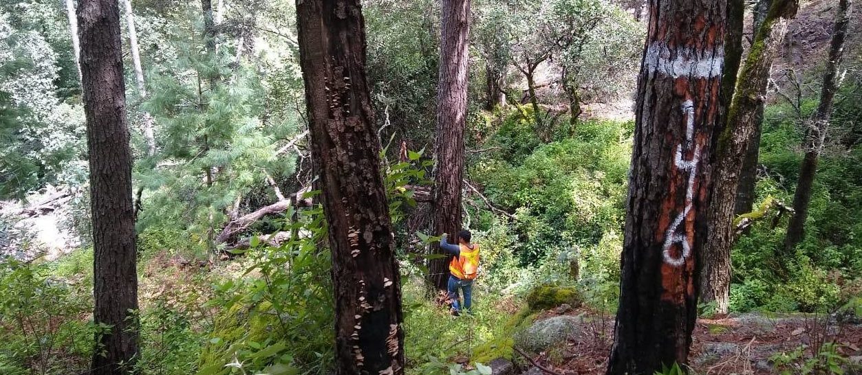 Bosques templados en Durango, México