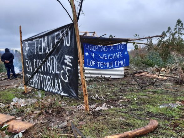 La comunidad de Temulemu, en Traiguén, se encuentra en medio de un proceso de recuperación territorial en un predio de la forestal Cautín, Foto: Radio UChile.