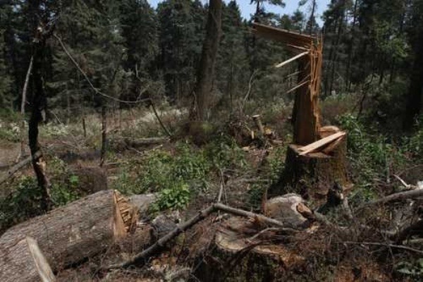 México. Campesinos de Guerrero piden ayuda contra la tala ilegal