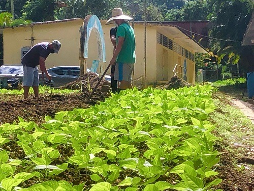 Puerto Rico. Comunidad Cacao en Orocovis comienza proyecto «Pedagogía de la Tierra»