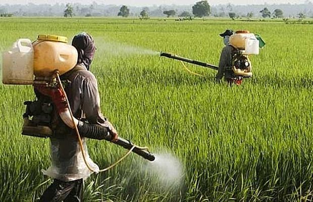 Brasil. El gobierno de Rio Grande do Sul quiere liberar pesticidas prohibidos con la urgencia como excusa