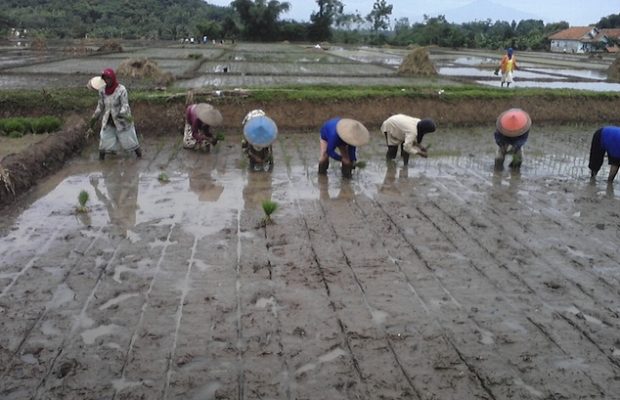Ecología Social. ¿Pueden las aplicaciones agrícolas hacer que vuelvan a los campos los productores de Indonesia?