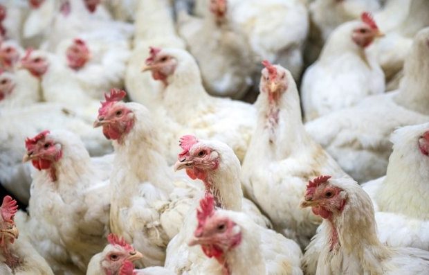 Bélgica. Identifican variante altamente contagiosa de gripe aviar en mega-granjas