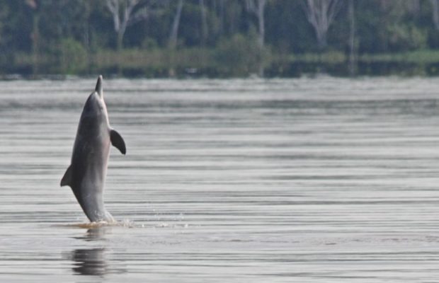 Ecología Social. El adiós de los tucuxis: la minería extingue a estos delfines amazónicos de agua dulce