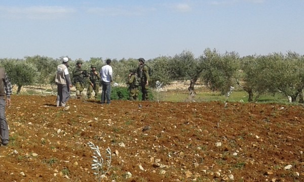 Palestina. Palestinos que plantaban olivos atacados por el “ejército israelí”