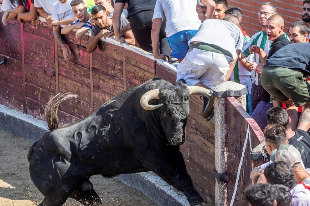 Un toro llega hasta la barrera durante una capea popular./ EFE