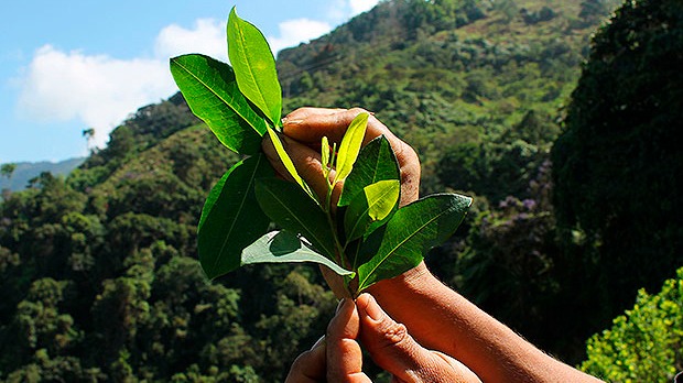 Colombia. El alto costo de apostarle a la sustitución de cultivos ilícitos