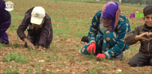 Turquía. Las mujeres de Kobane trabajan en comunidad para superar las condiciones de sequía