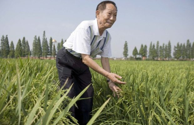 China. Despedida masiva a Yuan Longping, el «padre del arroz híbrido»