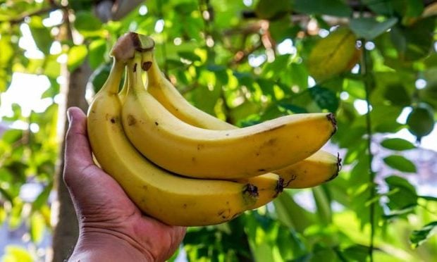 Ecología Social. El cambio climático podría dejarnos sin plátanos