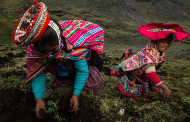 Ecología social. Comunidades andinas están reforestando los bosques más altos del mundo