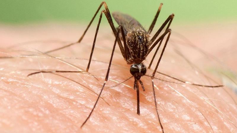 Andaluía registró un aumento de casos del virus del Nilo en 2020 "sin precedentes"