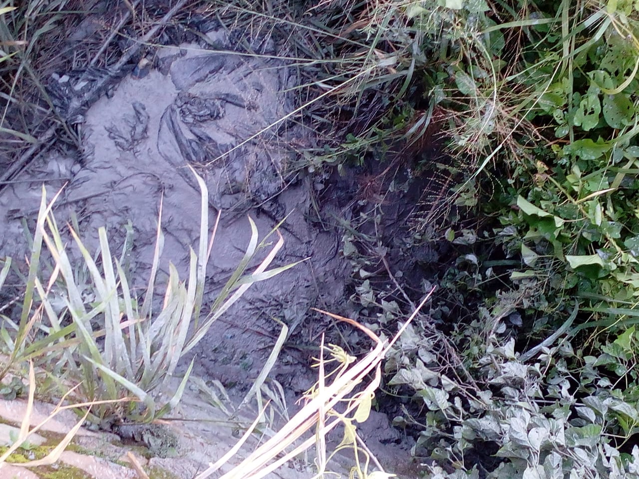 Este es el terreno en donde las comunidades denuncian que personal de Albán tiró las aguas grises del Restaurante Las Palmeras. El daño ambiental se registró el 13 de agosto de 2020. Foto: cortesía.