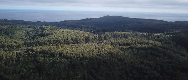 Nación Mapuche. Imágenes satelitales muestran cómo la Armada ha explotado bosques y plantaciones en la Península de Tumbes durante décadas