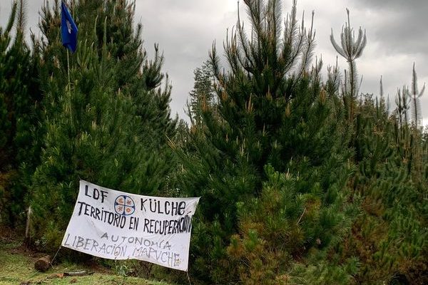 Nación Mapuche. Lof Külche Mapu, trabajos de recuperación y control territorial en predio Pedro de Valdivia