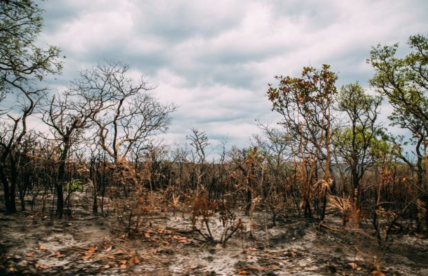 Ecología Social. Empresas y bancos europeos participan en la destrucción de bosques y sabanas de Brasil
