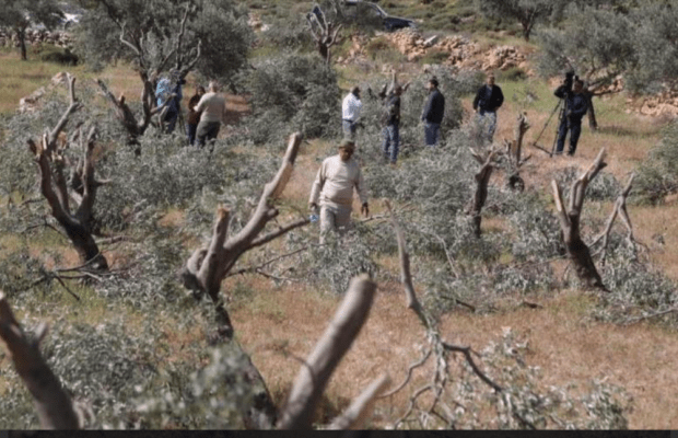Palestina. Colonos israelíes talan más de 100 olivos al sur de Naplusa
