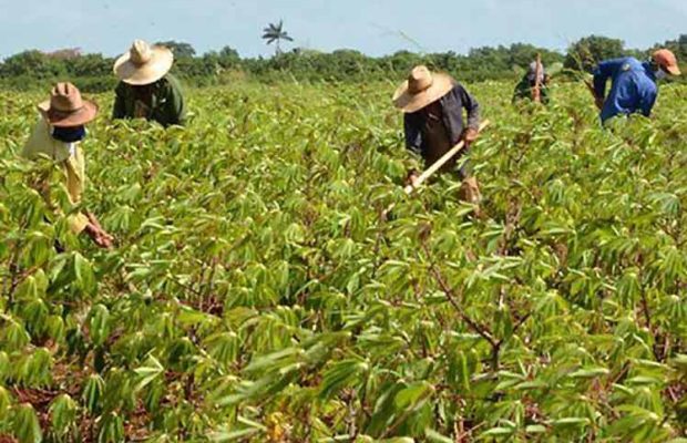 Cuba. Prioriza el máximo uso de sus suelos agrícolas