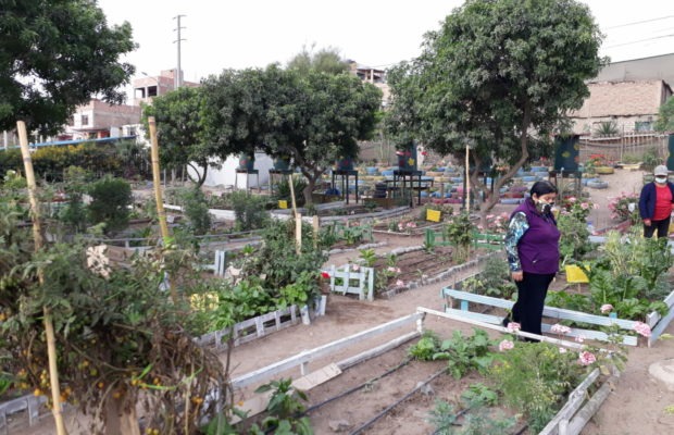 Ecología Social. Trabajo conjunto de mujeres convierte un basurero en un huerto ecológico en Perú