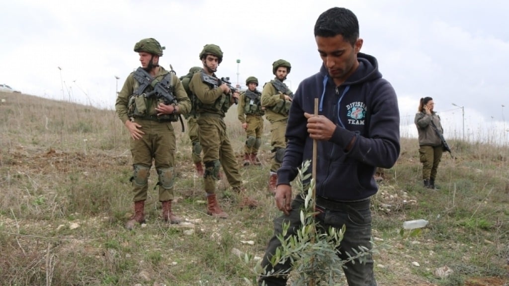 La cosecha de aceitunas en Palestina amenazada por el terrorismo de los colonos ilegales