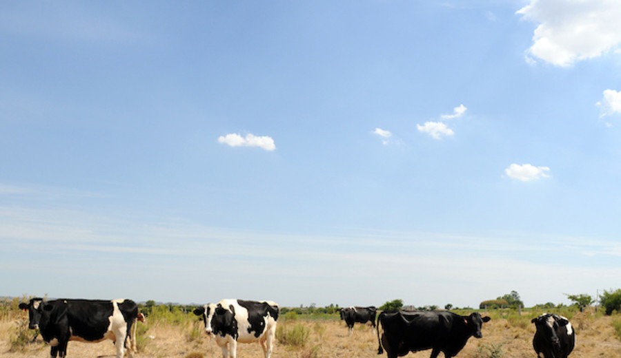 Uruguay. Declararán emergencia agropecuaria por la sequía