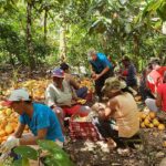 Brasil. De la esclavitud a la independencia: familias obtienen ingresos de la producción agroecológica de cacao