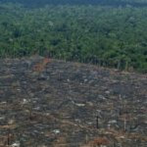 Brasil. Greenpeace denuncia la importación española de carne procedente de la deforestación de la Amazonia
