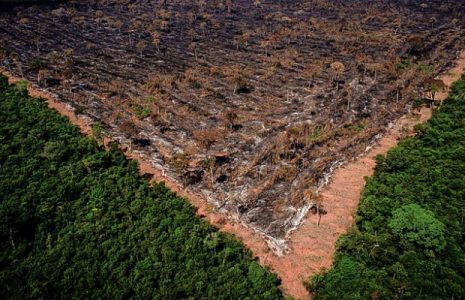 Brasil. En el estado de Maranhão, el 80% de la selva amazónica ya ha sido devastada