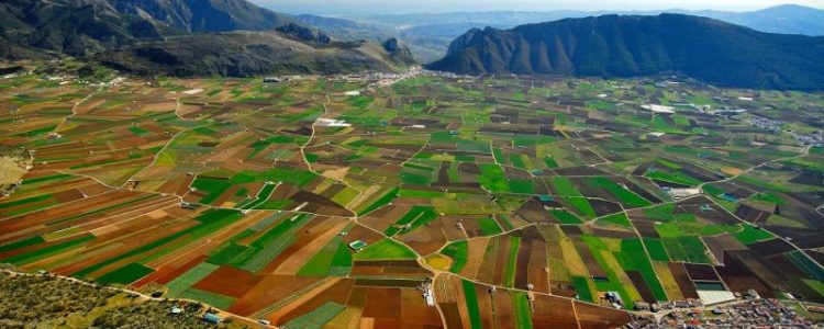 14 empresarios detenidos por la contratación irregular de trabajadores en los Llanos de Zafarraya – La otra Andalucía