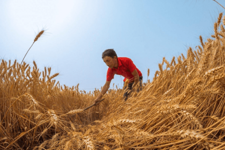 China. En junio importó 80,6% más de trigo que el año pasado